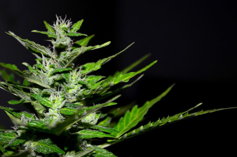 5 Different Forms of CBD You Should Know